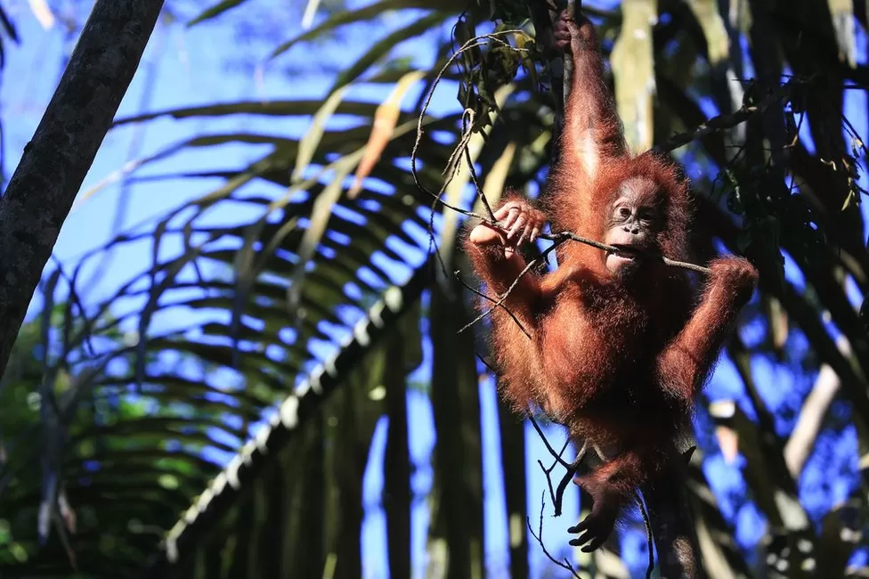 Nose-picking primates spark scientific quest